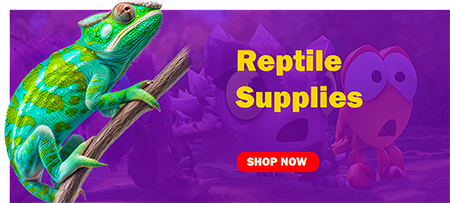 reptile supplies